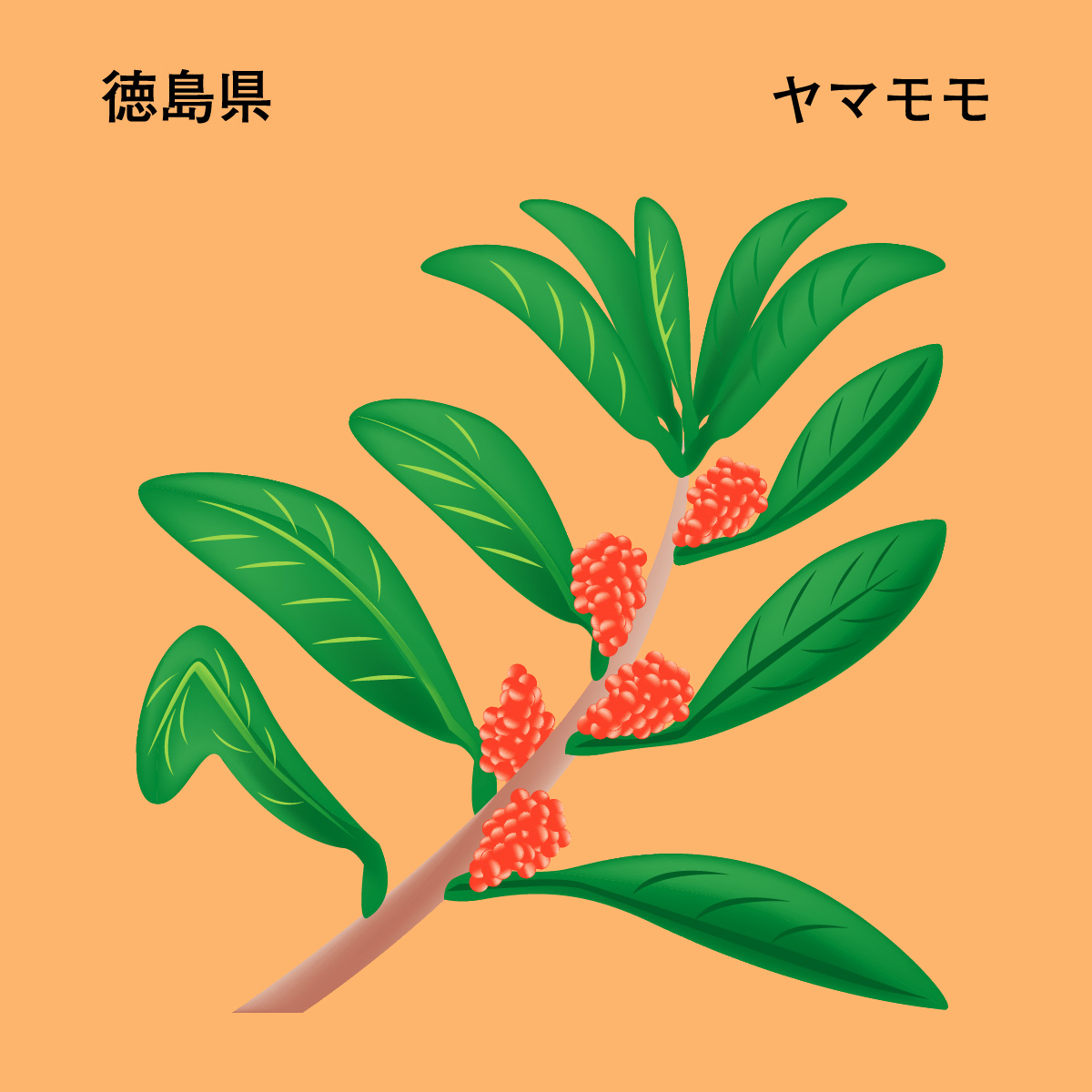 HPSクラブ紹介｜HPSクラブ